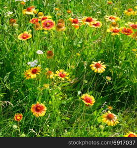 Beautiful yellow flowers on lawn lit by the sun.