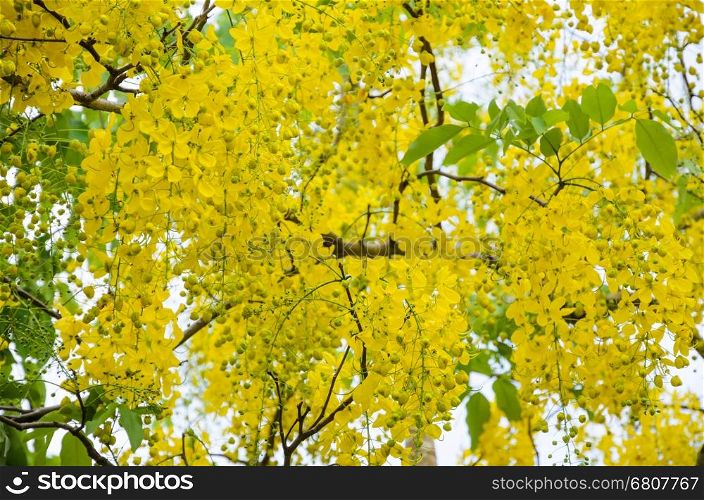 Beautiful yellow flowers on tree of Purging Cassia or Ratchaphruek ( Cassis fistula ) national flower in Thailand with bright yellow beauty