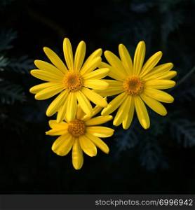 beautiful yellow flowers plant in the garden