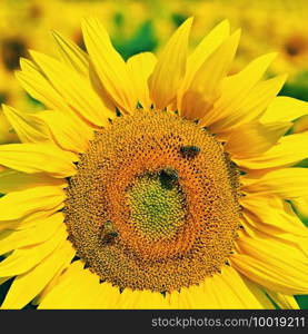 Beautiful yellow flowers - sunflower with bee. Traditional colorful summer background.  Helianthus 