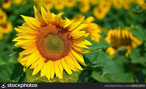 Beautiful yellow flowers - sunflower with bee. Traditional colorful summer background.  Helianthus 