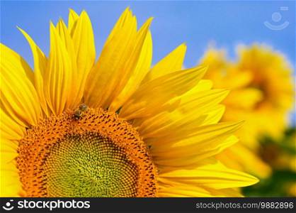Beautiful yellow flowers - sunflower with bee. Traditional colorful summer background.  Helianthus 