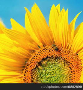 Beautiful yellow flowers - sunflower with bee. Traditional colorful summer background.  Helianthus 
