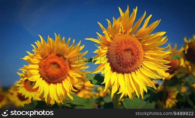 Beautiful yellow flowers - sunflowers in nature with blue sky. Summer background.