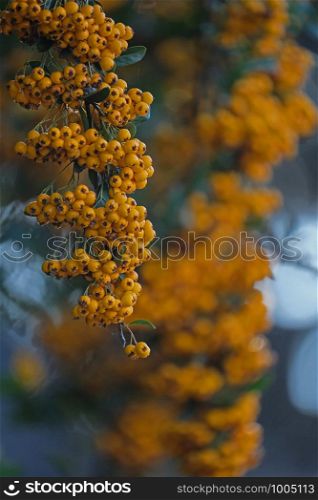 beautiful yellow fruits of a hawthorn in autumn