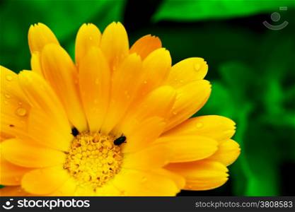 Beautiful yellow Gerbera flower with two tiny black bugs. Beauty of nature