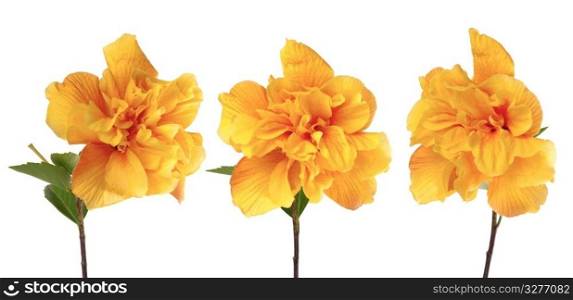 Beautiful yellow hibiscus flowers isolated on white background.