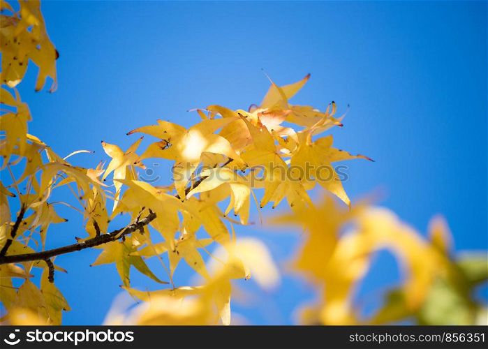 Beautiful yellow leaves in autumn time, close up
