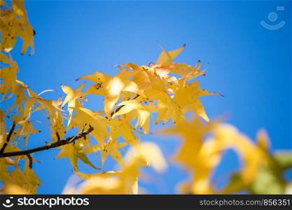 Beautiful yellow leaves in autumn time, close up