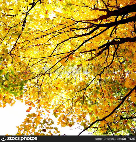 Beautiful yellow leaves of autumn maple tree. Autumn maple tree