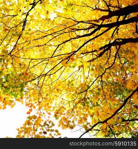 Beautiful yellow leaves of autumn maple tree. Autumn maple tree