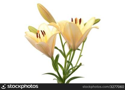 Beautiful yellow lilies isolated on white background.