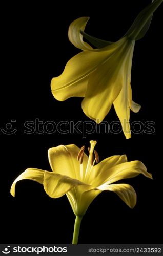 beautiful yellow lily flower 2