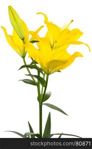 Beautiful yellow lily on a white background