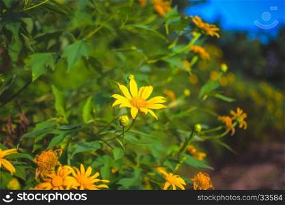 beautiful yellow mexican sunflower field