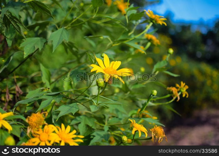 beautiful yellow mexican sunflower field