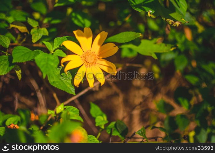 beautiful yellow mexican sunflower field