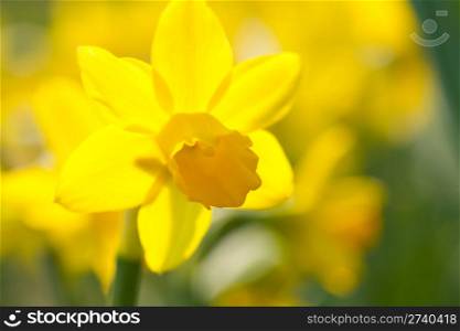 beautiful yellow narcissus