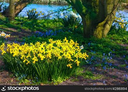 Beautiful yellow narcissus in the spring park.