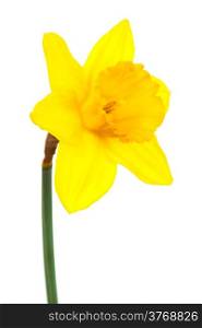 Beautiful yellow narcissus on a white background