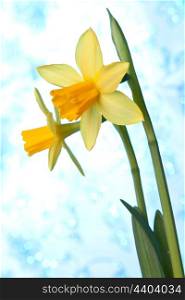 Beautiful yellow narcissus or daffodil flowers background