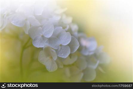 Beautiful Yellow Nature Background.Floral Art Design.Abstract Macro Photography.Colorful Flower.Blooming Spring Flowers.Creative Artistic Wallpaper.Celebration,love.Close up View.Happy Holidays.Copy Space.White Color.Blossom Tree.Wedding Invitation.