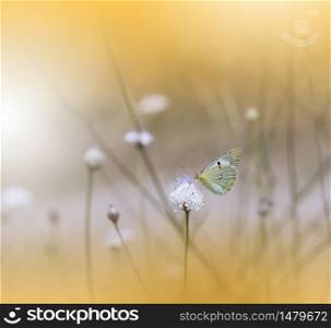 Beautiful Yellow Nature Background.Floral Art Design.Macro Photography.Floral abstract pastel background with copy space.Butterfly and Golden Field.Butterfly in Summer Floral Background.Beautiful Butterfly on a Flower.Creative Artistic Wallpaper