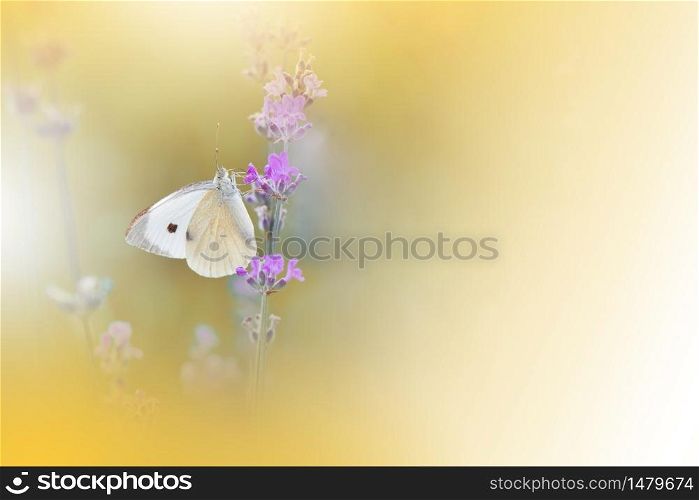Beautiful Yellow Nature Background.Floral Art Design.Macro Photography.Floral abstract pastel background with copy space.Butterfly and Golden Field.Butterfly in Summer Floral Background.Beautiful Butterfly on a Flower.Creative Artistic Wallpaper