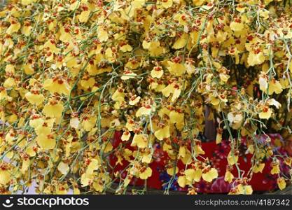 beautiful yellow oncidium flowers hang from orchid plant