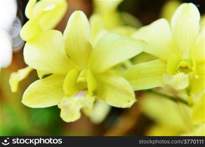 Beautiful yellow orchid as floral background