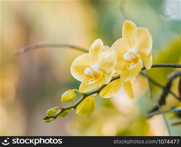 Beautiful yellow Orchid flowers blooming in the garden with nature blurred background.