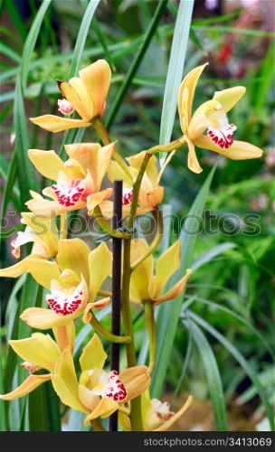 beautiful yellow orchid flowers (macro)