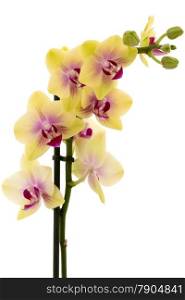 Beautiful yellow orchid isolated on white background