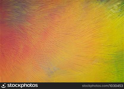 Beautiful yellow parrot lovebird feather pattern texture background
