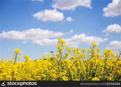 Beautiful yellow rapeseed field with a beautiful blue sky. Biofuel concept. Beautiful yellow rapeseed field with a beautiful blue sky. Biofuel concept.
