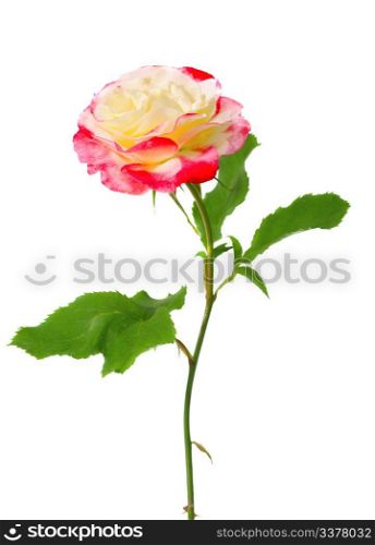 beautiful yellow red rose isolated on white