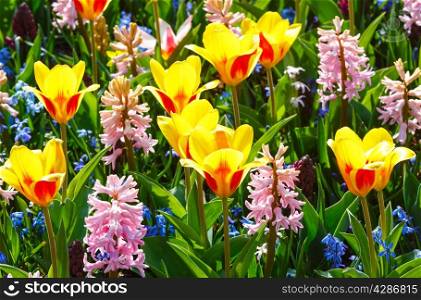 Beautiful yellow-red tulips and pink hyacinths close-up (nature spring background).