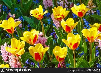 Beautiful yellow-red tulips and pink hyacinths close-up (nature spring background).