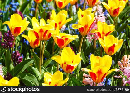 Beautiful yellow-red tulips and pink hyacinths close-up (nature spring background).