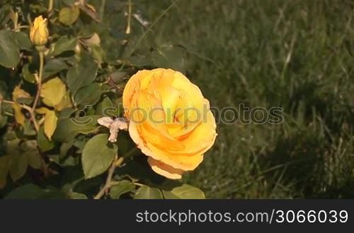 beautiful yellow rose