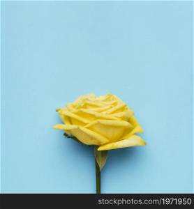 beautiful yellow rose blue background. High resolution photo. beautiful yellow rose blue background. High quality photo