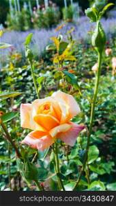 Beautiful yellow rose flower (macro)