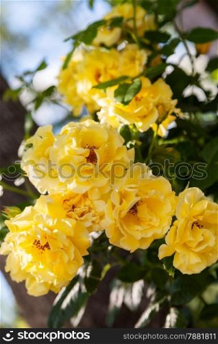 beautiful yellow rose in nature