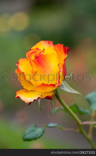 Beautiful yellow rose in the garden