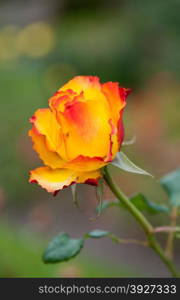 Beautiful yellow rose in the garden