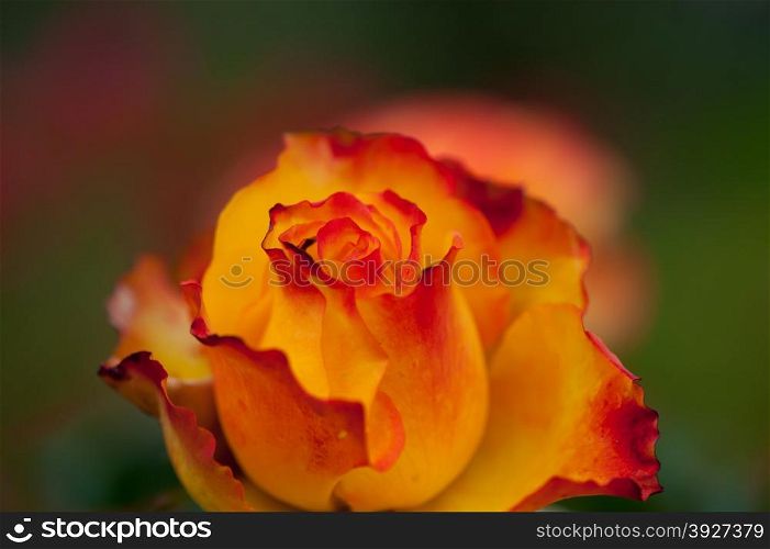 Beautiful yellow rose in the garden