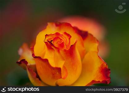 Beautiful yellow rose in the garden