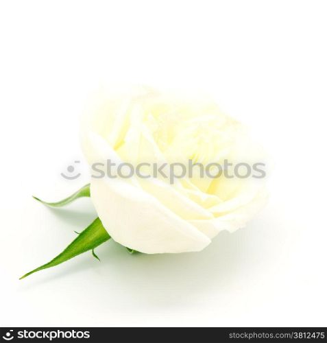 Beautiful yellow rose, isolated on white background