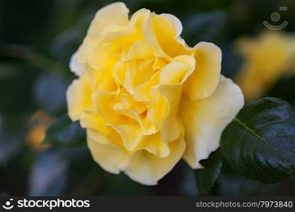 beautiful yellow rose nezhnyaya. close-up