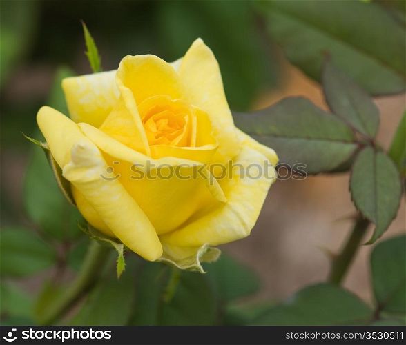Beautiful yellow rose on the green natural background.Shallow focus